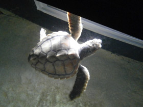 Смотреть фото Логгерхед Фото Логгерхед