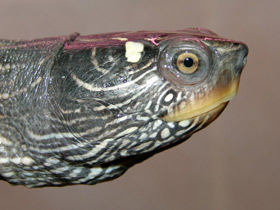 Фото Псевдогеографическая черепаха